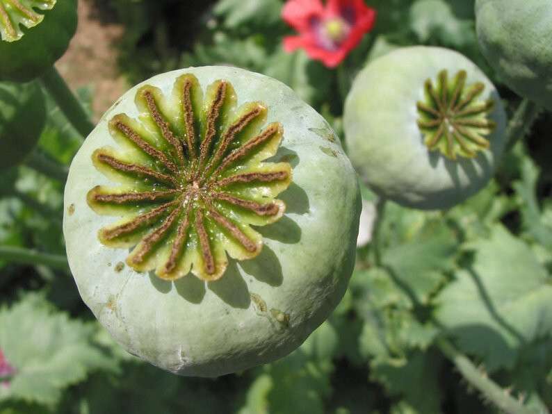 mohn_z05.jpg