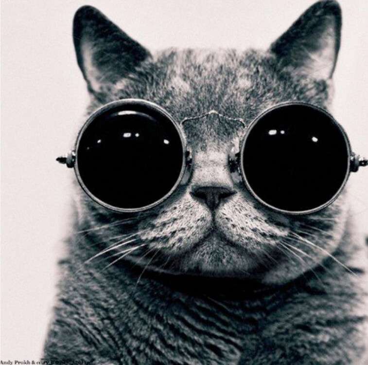 famous-cat_880.jpg