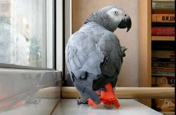 parrot.jpg