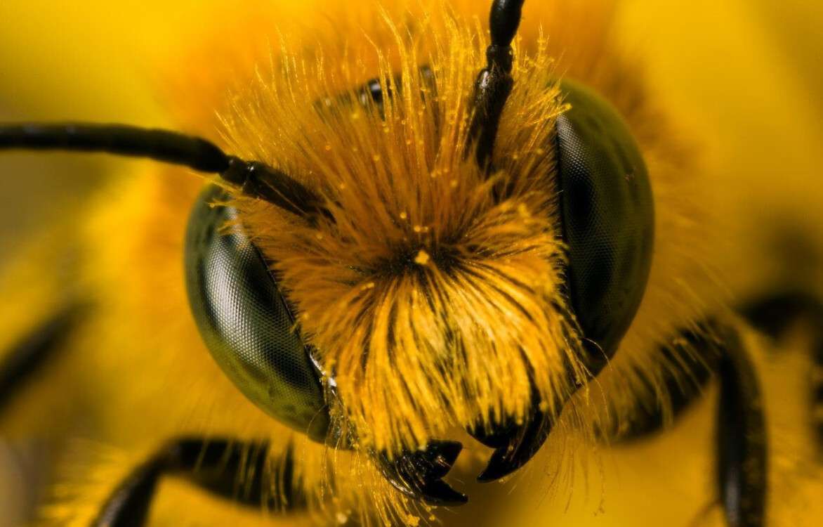 1304772189_miner_bee_head_on_ii_by_dalantech.jpg