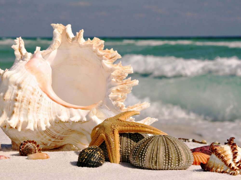 archive_miscellaneous_seashells_025809_1.jpg