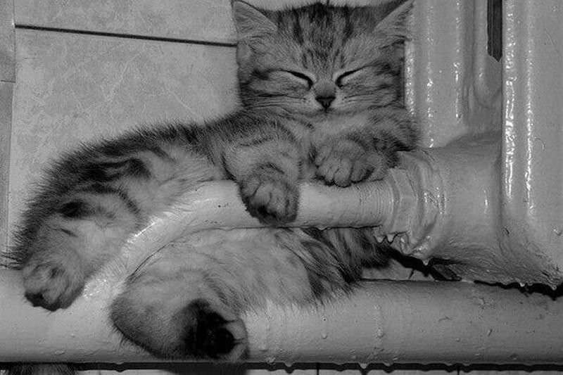 kitty.jpg