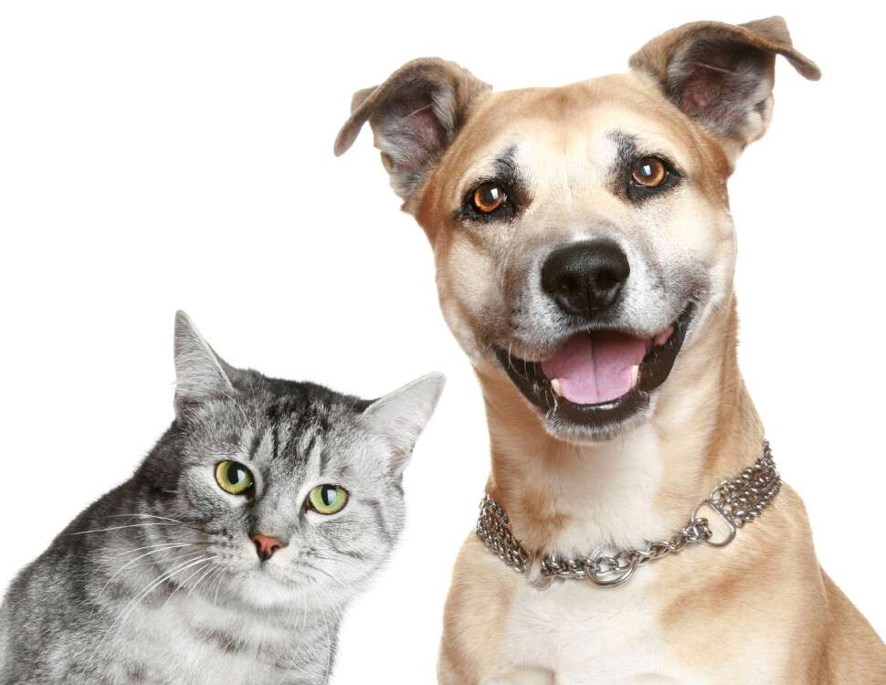 cat-dog.jpg