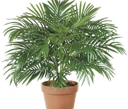 palmabamb