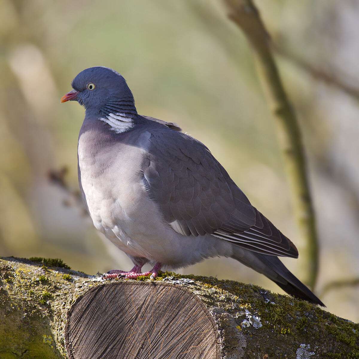 1200px-Common_Wood_Pigeon