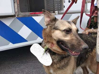 41512456_1376641205803591_5845020722543460352_n