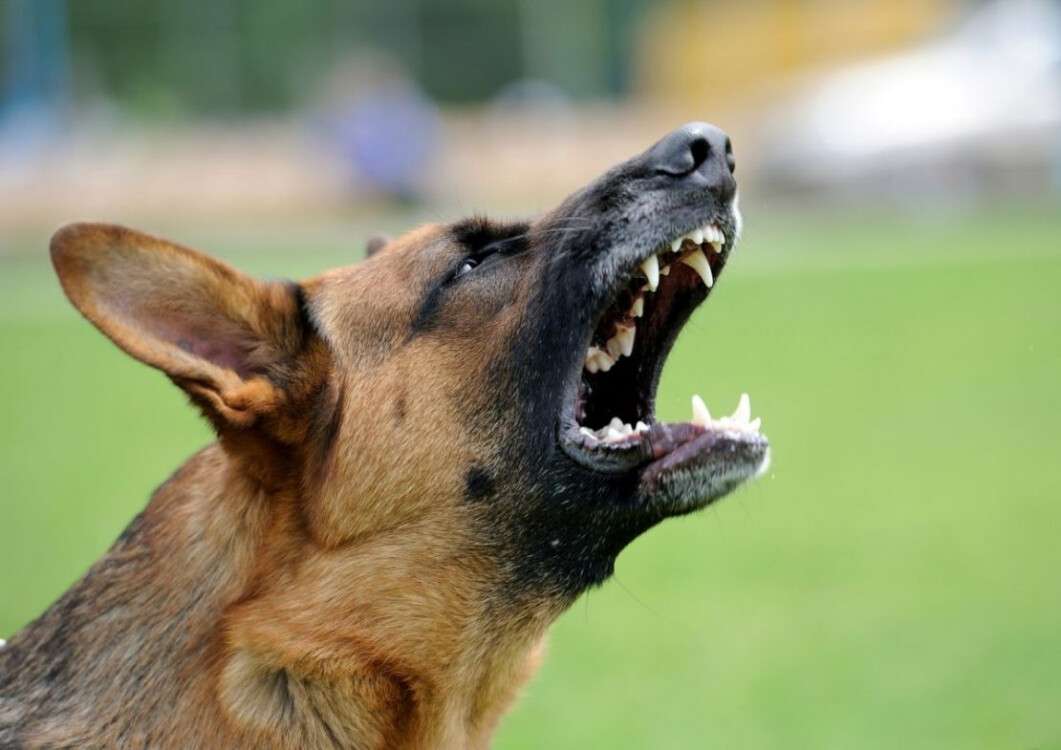 what-factors-may-trigger-an-aggressive-dog-54fd6b3297147