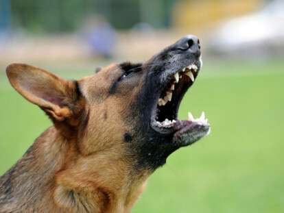 what-factors-may-trigger-an-aggressive-dog-54fd6b3297147