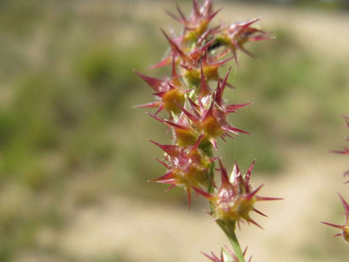 Cenchrus_spinifex_burrs