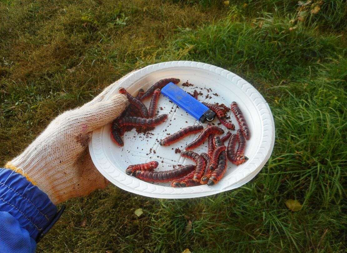 В Днепре опасные гусеницы повреждают деревья и даже могут укусить человека.  Новости Днепра | Дніпровська порадниця