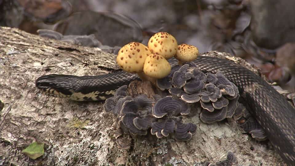 288025882-couleuvre-de-l'amour-champignon-d'arbre-tirer-la-langue-protection-des-animaux