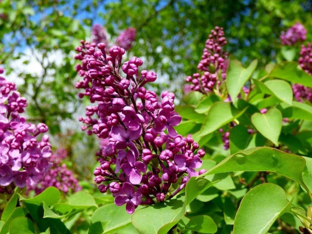 lilacs-492303_1280