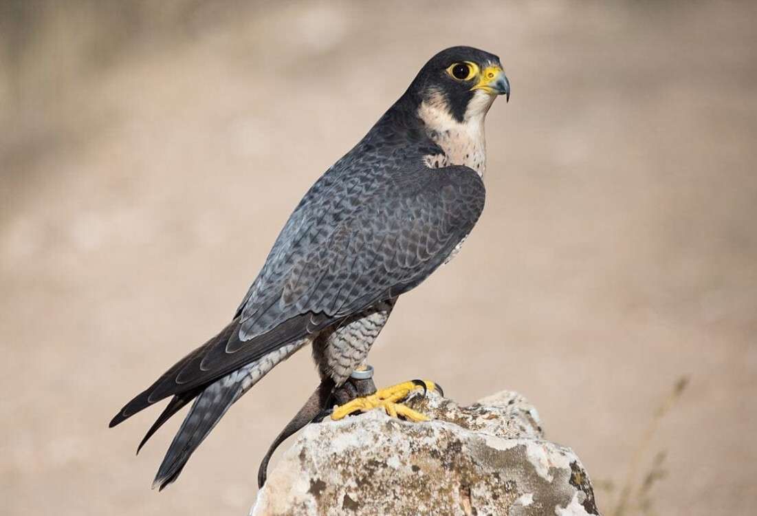 1200px-Falco_peregrinus_-_01