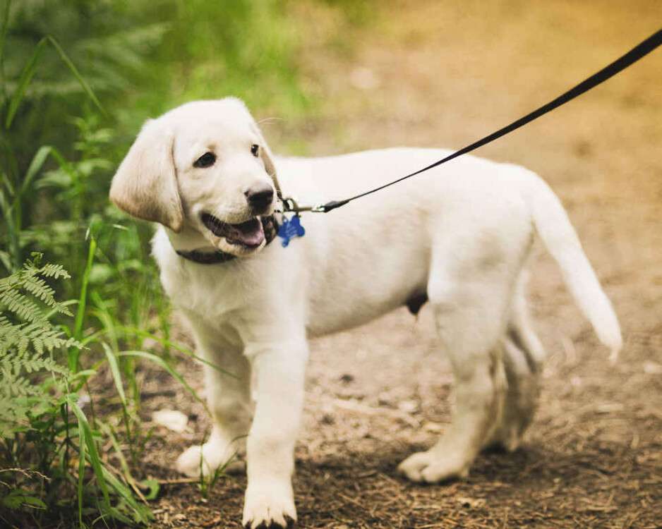 Small-Labrador-on-a-leash