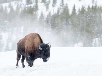 bizon-zima-sneg-2