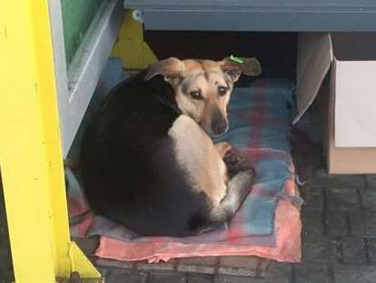 51915490_455792821623745_7062361135952953344_n