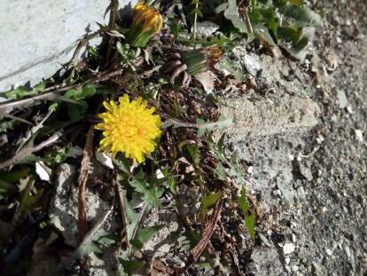 51791394_2333986843280494_8545715245102923776_n