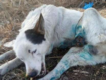 52686609_2104856199595760_808452689242357760_n (1)