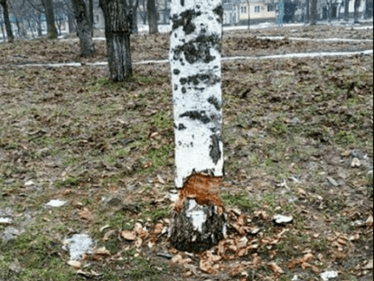 бер