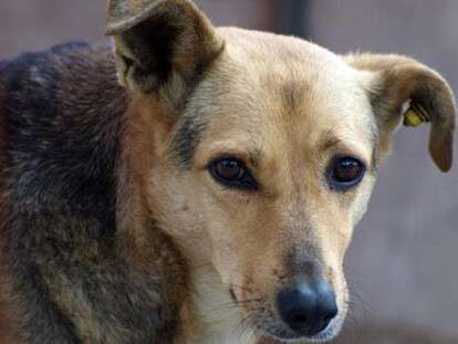 v-simferopole-dogkhantery-istreblyayut-sobak_foto-iz-interneta_1_2014-03-1-14-49-39