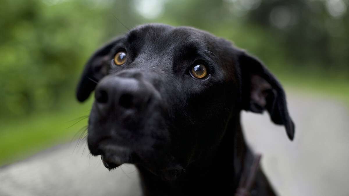 Animals___Dogs____Sad_black_dog_061471_