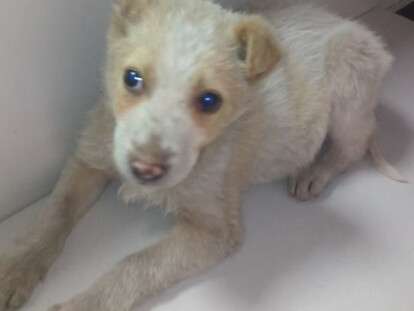 53172756_2946561418691069_6754779346562449408_n-1