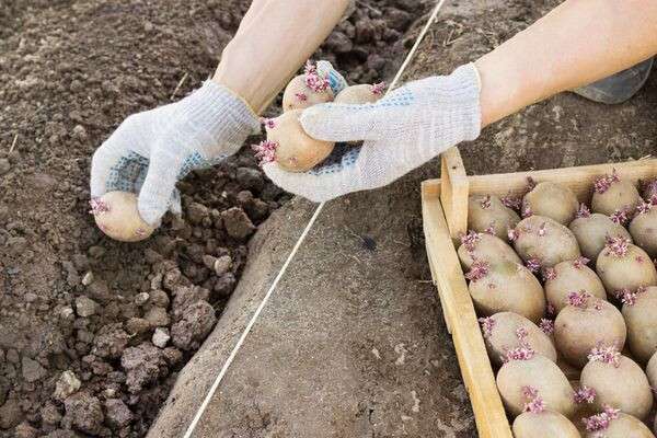 Jarovize and  planting potatoes  manually in your garden