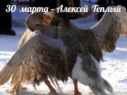 гус