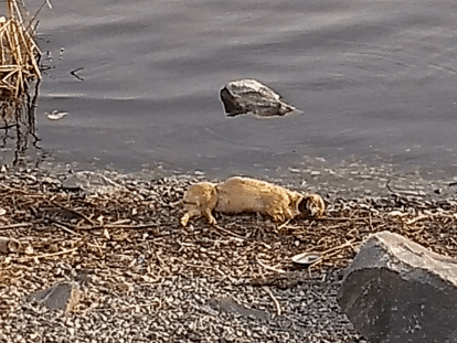 Безымянный