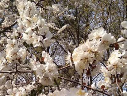 56963239_407465326741738_6920116341709996032_n