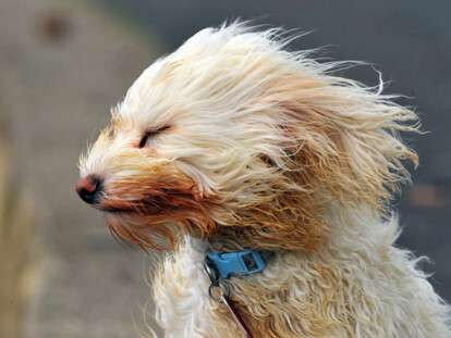 storm-dog_1996057i