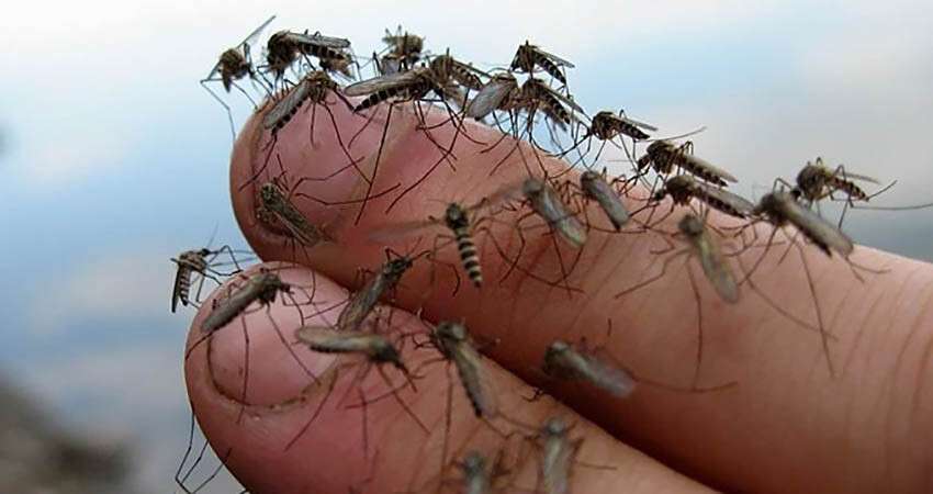 много-комаров-25