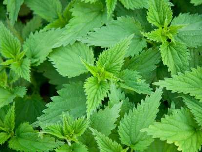 13640314 - green stinging nettle in garden
