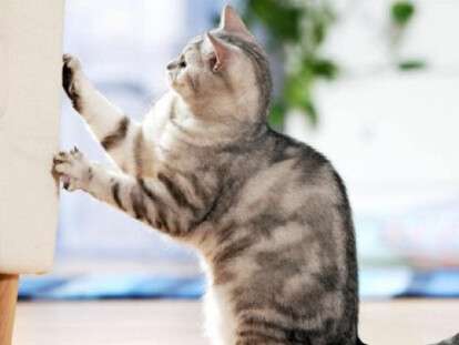 carapane-vrozhdyonnaya-potrebnost-u-zhivotnyh-iz-semejstva-koshachih