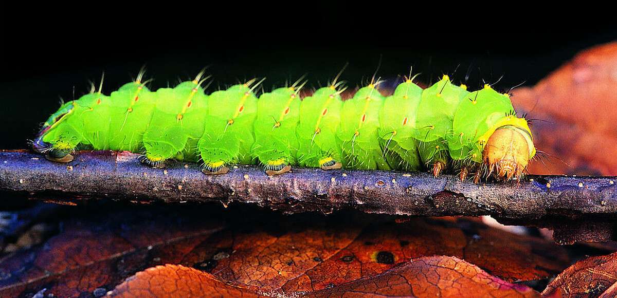 Первая гусеница. Сосновый коконопряд гусеница. Первая гусеница. Гусеница сороконожка мохнатая. Гусеница бабочки шоколадницы.