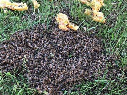 60432800_2391599981091269_3730586779166703616_n