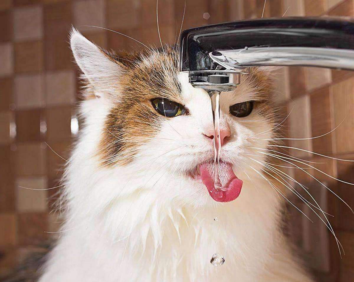Кошки Вода Фото