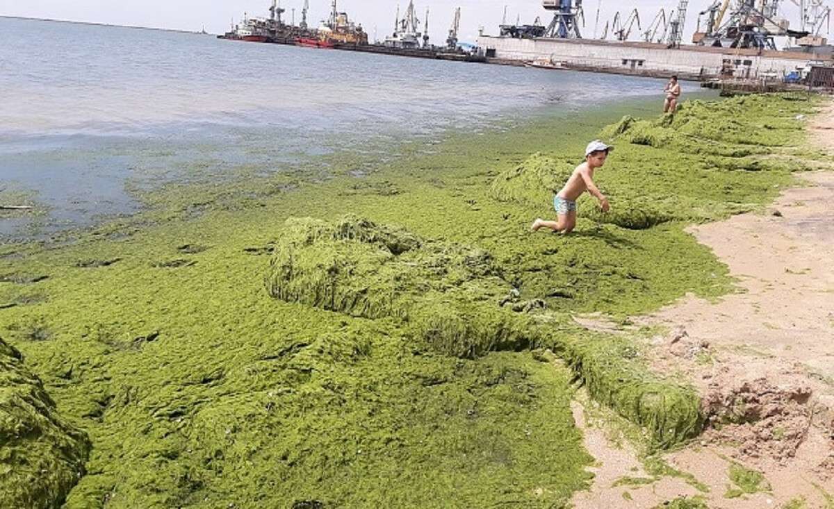 Водоросли вдоль азовского моря. Камка водоросль. Водоросли Азовского моря. Тина в море. Тина на черном море.