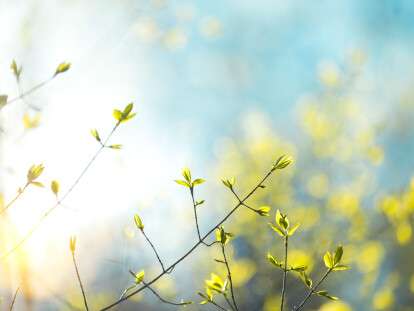 Spring Leaves
