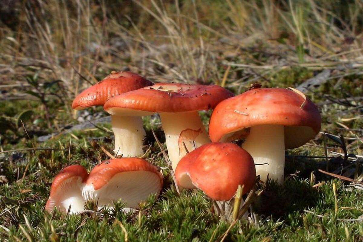 Сыроежки фото. Сыроежка оранжевая. Сыроежка съедобный гриб. Russula vesca – сыроежка пищевая. Сыроежка ломкая.