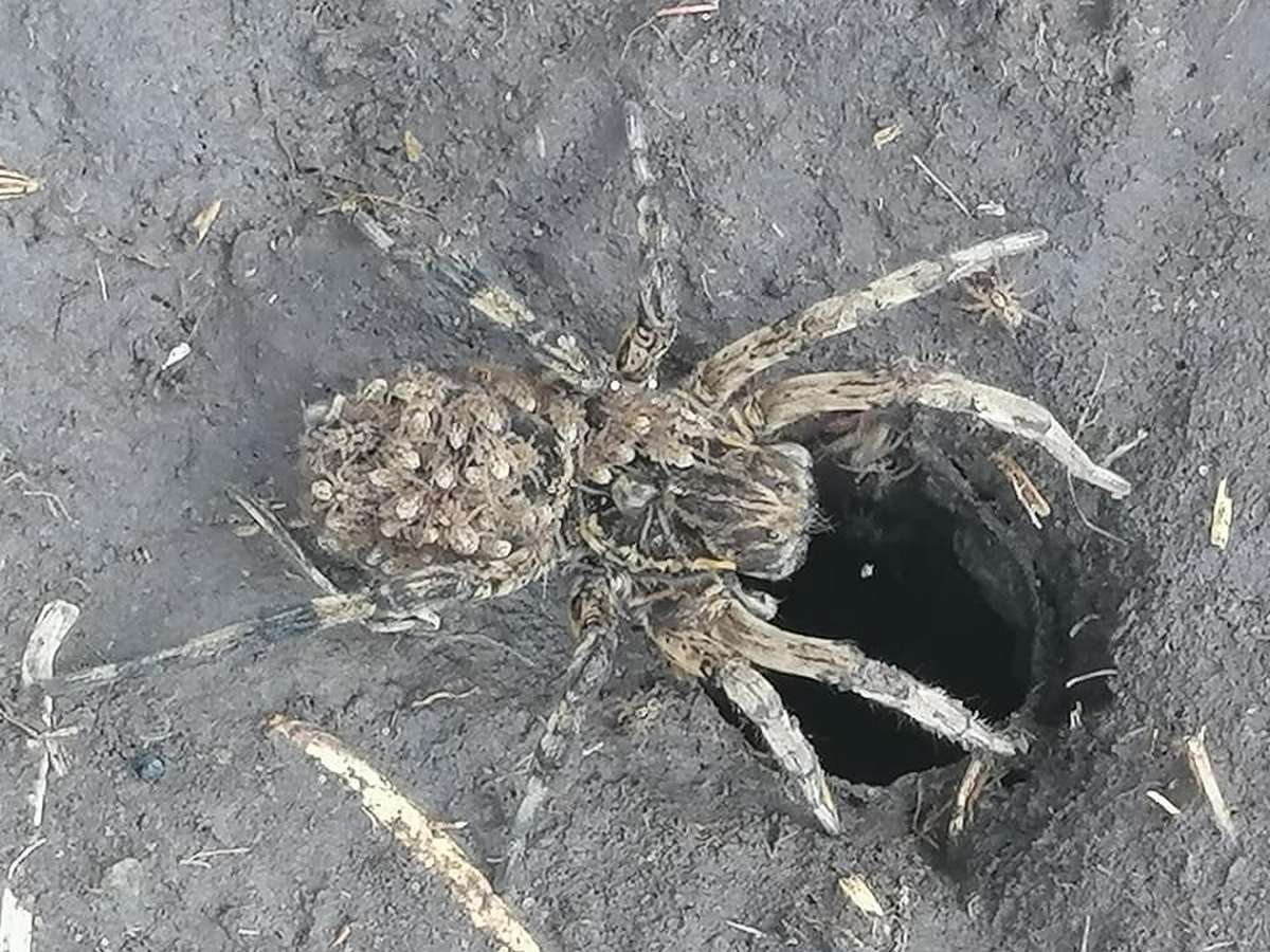 Большие пауки которые случайно попали на кадр. Каракурт в башкирии. Большие пауки в башкирии. Большие пауки в башкирии. Башкирский тарантул.