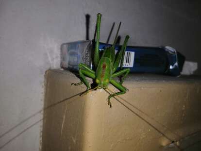 куз