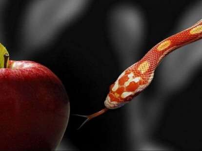snake-apple