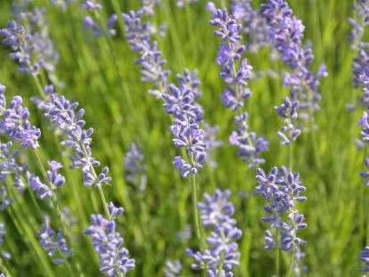 lavanda