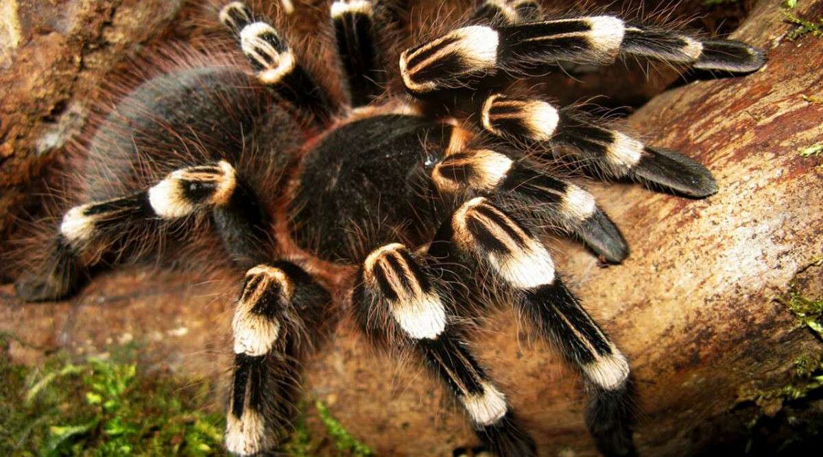 acanthoscurria_geniculata_1