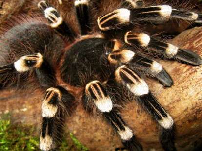 acanthoscurria_geniculata_1