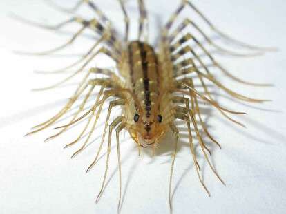 centipede