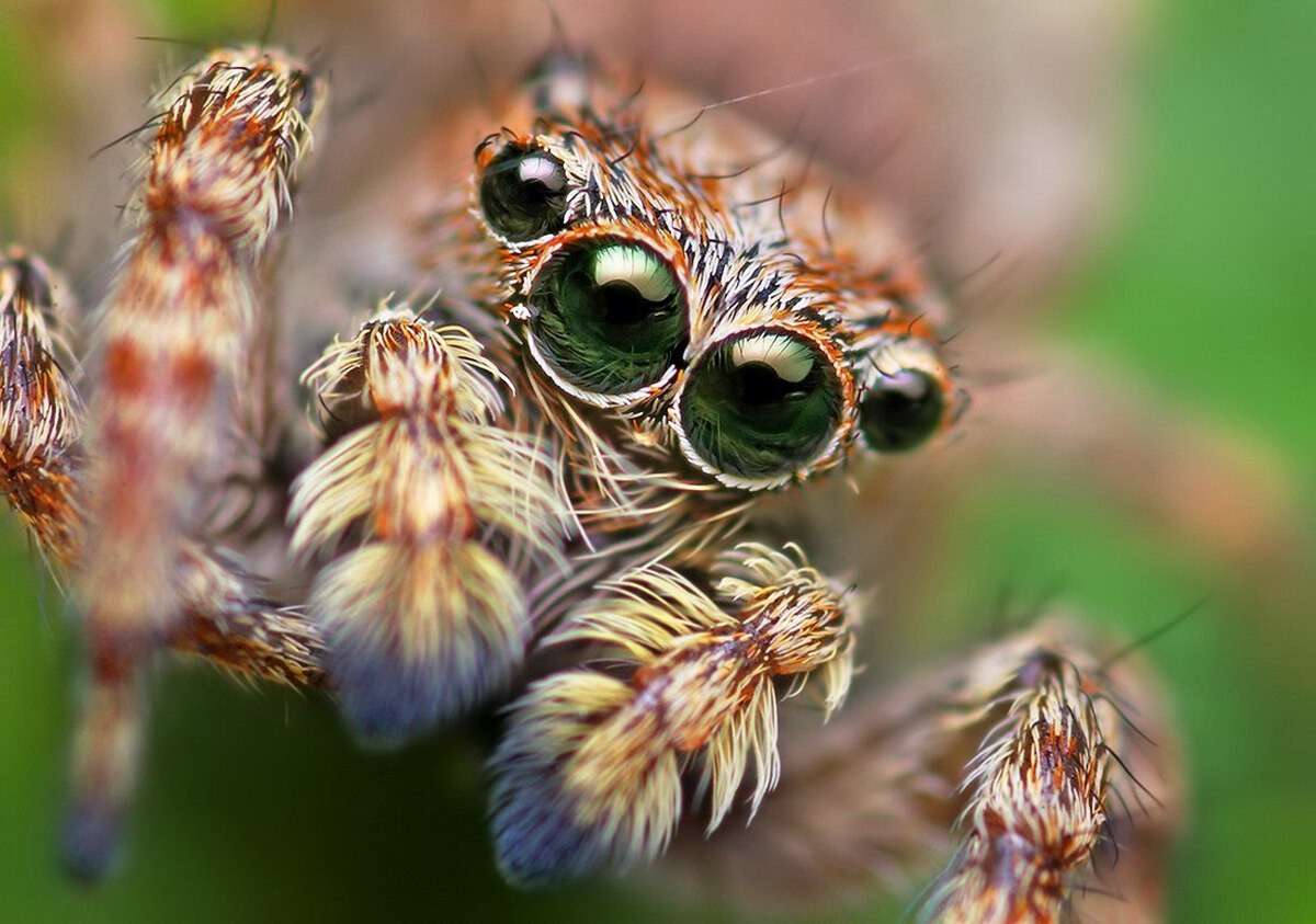 Паук видит человека. Глаза паука. Мир глазами паука. Паук скакун. Глаза паука картинки.