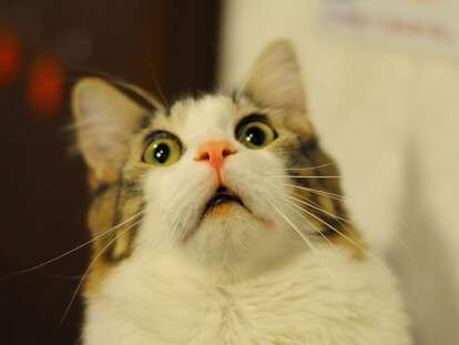 635844198531727087654293112_cat_1-jpg