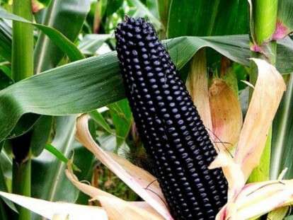 fioletova-kukurudza-750x430